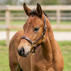 Licol Foal - Marron