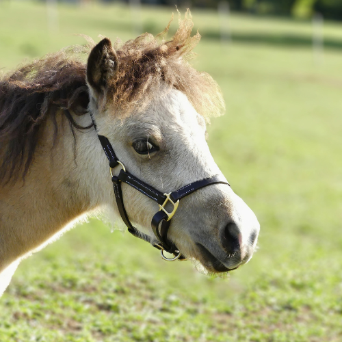 Licol Foal - Noir