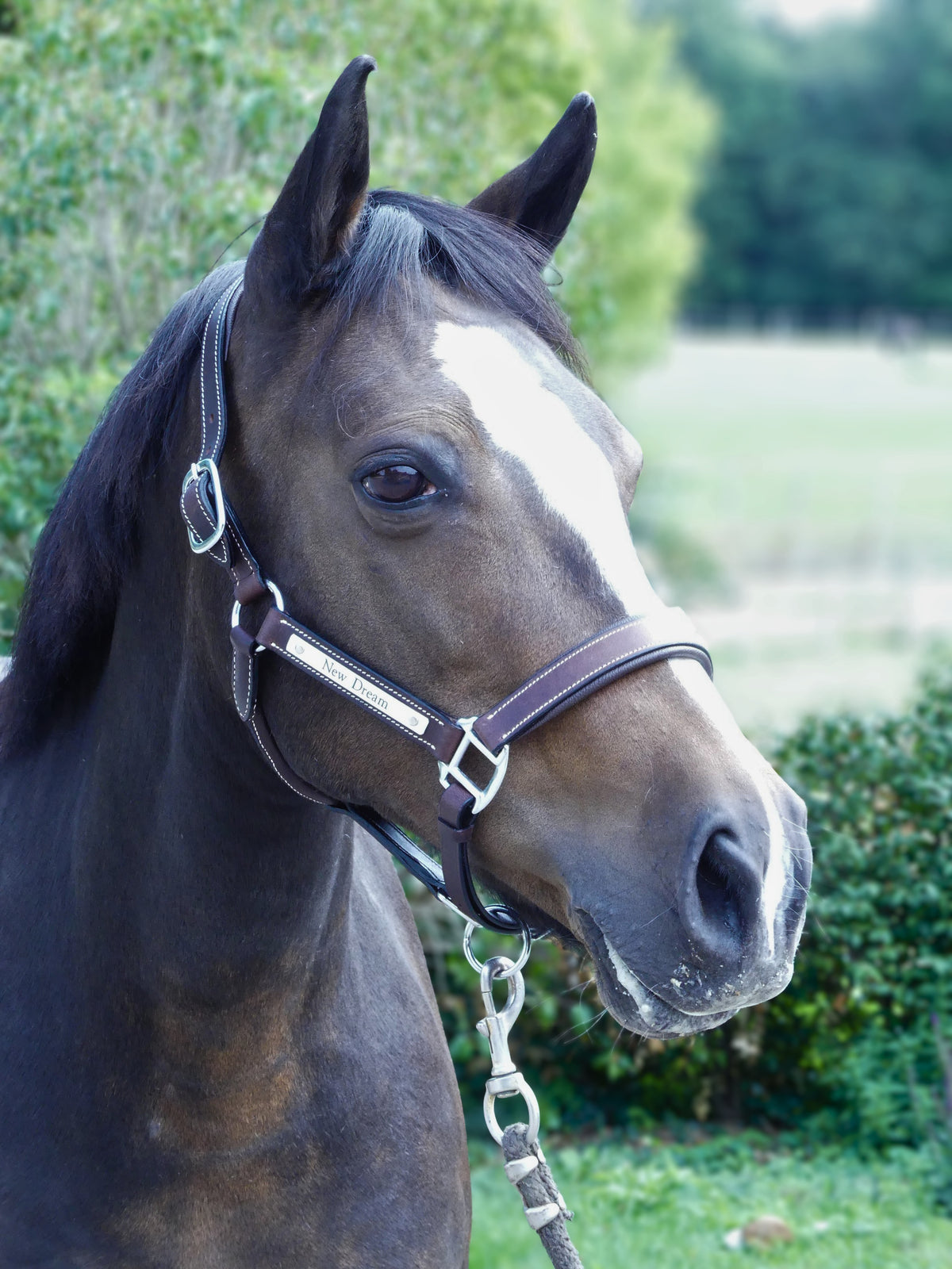 Licol Origine - Marron
